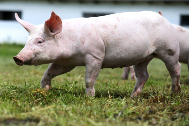 istock Side view portrait of a young piglet on meadow 831356436
