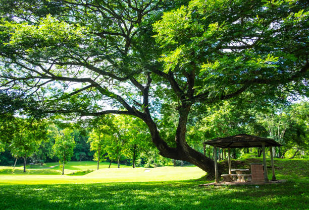 istock Small pavilion under big tree in the garden 831356528
