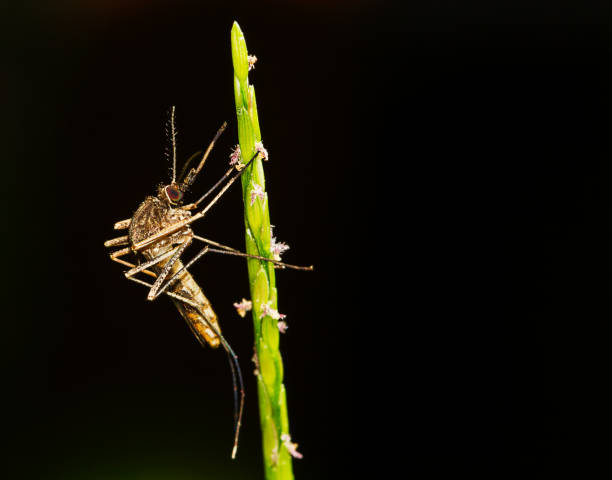 istock Selective macro focus of mosquito on leaf on blurred dark background 831357394