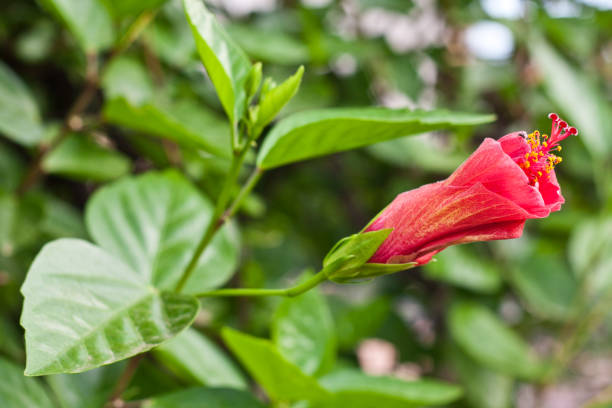 istock Bright red flower like a lily on a green bush, Mediterranean flora 831363184
