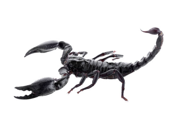 istock Black scorpions isolated on a white background 831363282