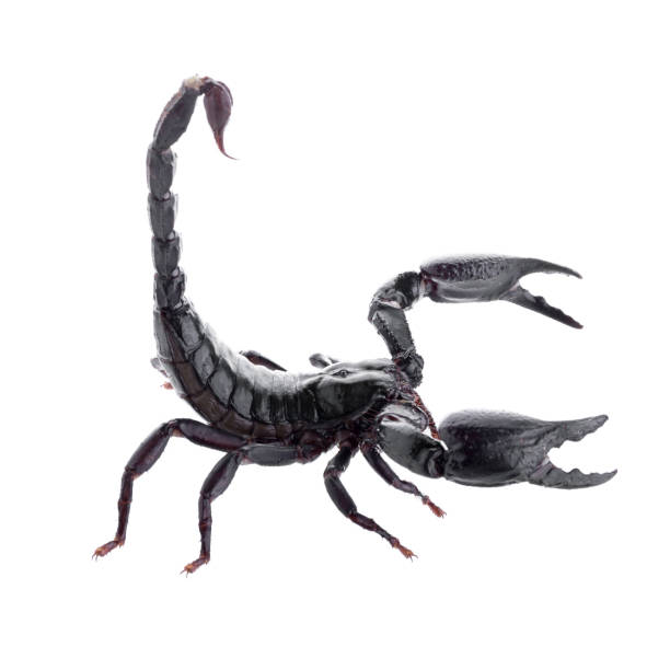 istock Black scorpions isolated on a white background 831363286