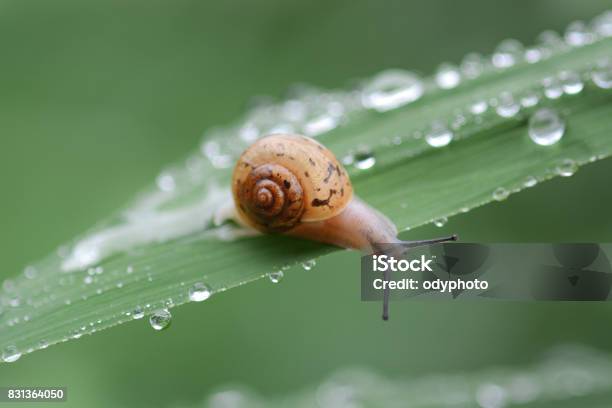 Snails Crawling Onto The Grass Stock Photo - Download Image Now - Snail, Animal Antenna, Beauty