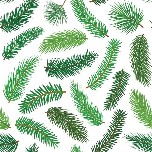bildbanksillustrationer, clip art samt tecknat material och ikoner med conifer vintergröna pine fir ceder nål grenar kvistar sömlösa mönster - australia forest background