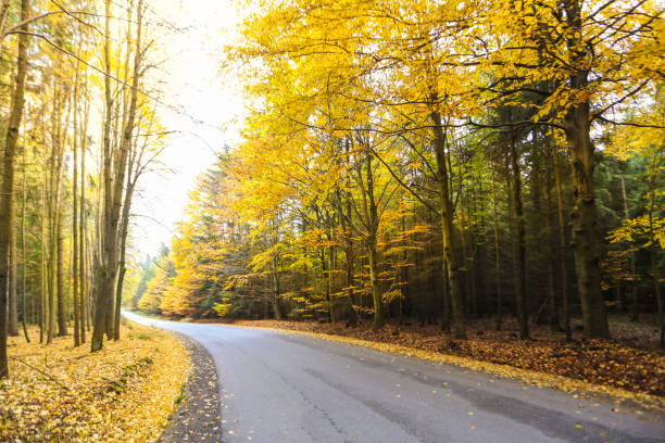 istock Road in forest in autumn 831367568