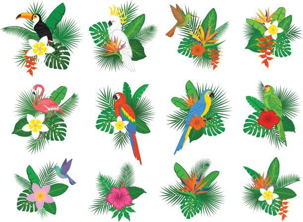 ilustrações, clipart, desenhos animados e ícones de arranjos de flores de folhas de plantas tropicais com flamingo, papagaios, tucano, beija-flor, hibisco, strelitzia, frangipani, helicônia - tropical climate white background palm tree leaf