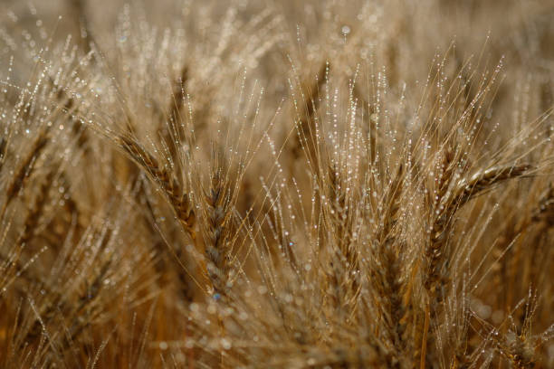 istock ears of wheat with dew drops 831367802
