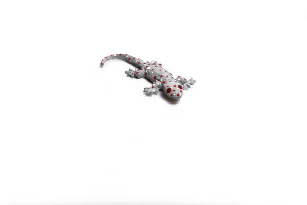 gecko toy on white background