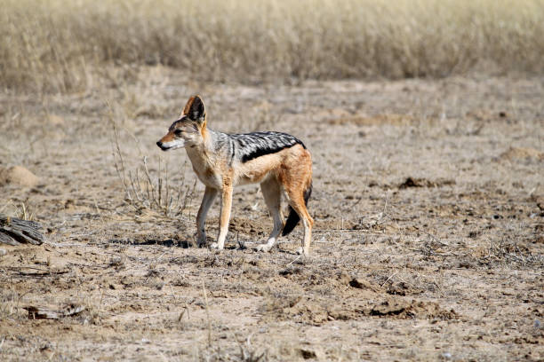 Two jackals walking in dry savannah in Ngorongoro crater national park, Tanzania