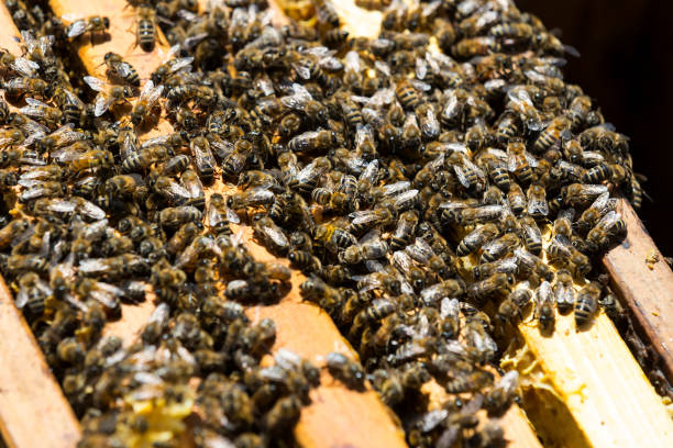 istock The bee hive is shot close-up 831372154
