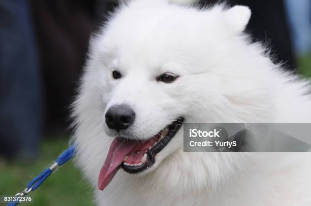 Closeup Portrait Of Samoyed Husky Dog Stock Photo - Download Image Now -  Animal, Animal Body Part, Animal Hair - iStock