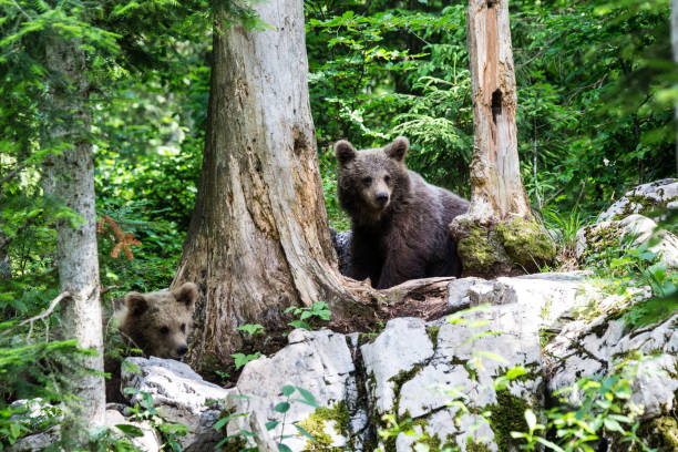 istock Brownbear Slovenia 831372560