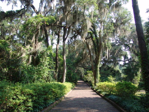 istock Brick road leading to old plantation, Maclay Gardens 831372798