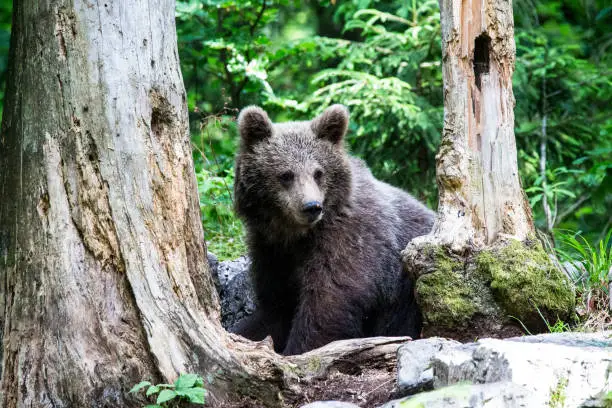 European Brown Bear in the woodlands between Slovenia an Croatia, rare wildlife shot,
