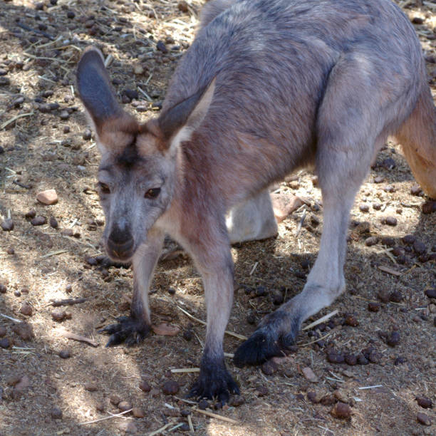 istock Flinders Rangers National Park, Australia 831375682