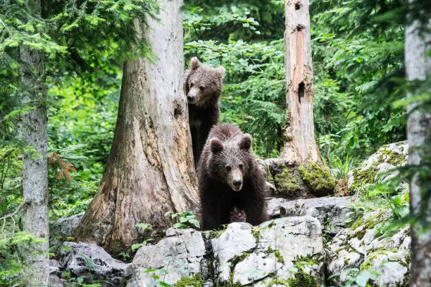 Two European Brown Bears, mother and cub,  in the woodlands between Slovenia an Croatia, rare wildlife shot,