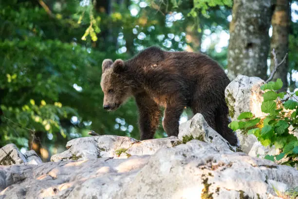 European Brown Bear in the woodlands between Slovenia an Croatia, rare wildlife shot,