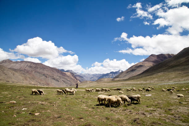 Herd of cattle and Himalayan mountains