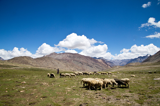 Herd of cattle and Himalayan mountains