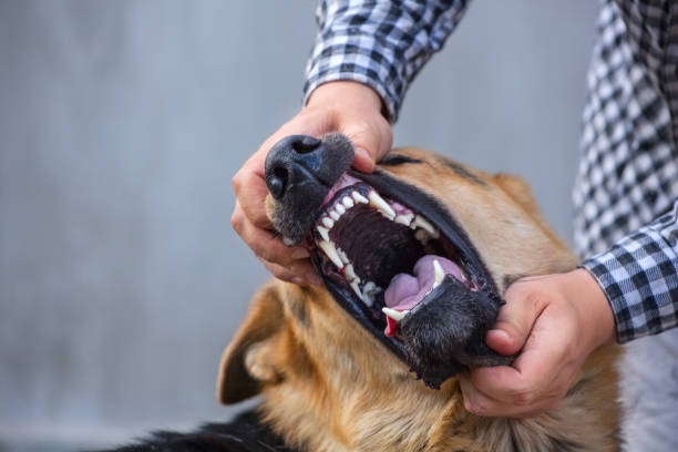 istock male German shepherd bites a man by the hand 831381972
