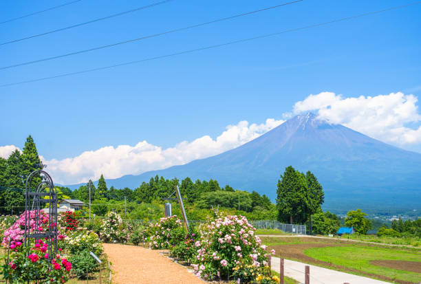 istock Mt. Fuji seen from Shiraito Nature Park 831382050