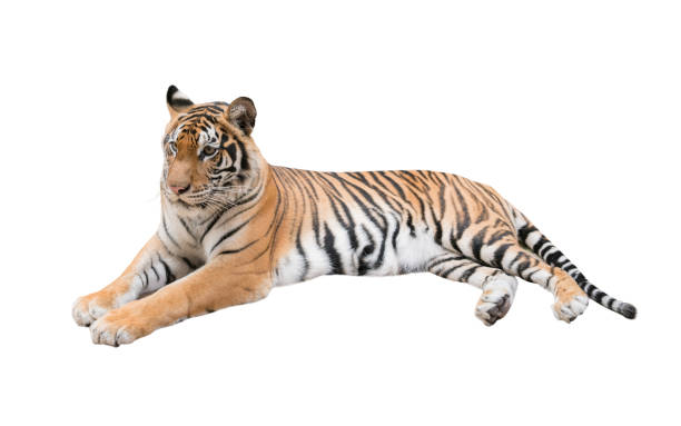 istock female bengal tiger isolated 831382424