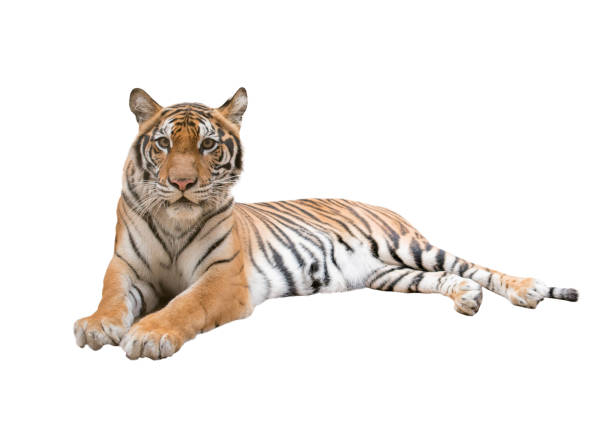 istock female bengal tiger isolated 831382504