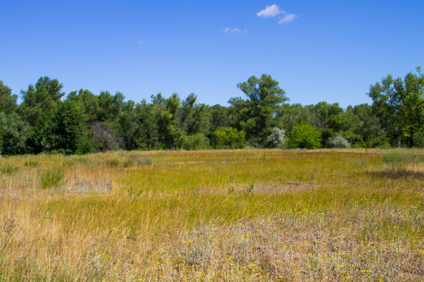 istock Summer landscape with green trees, meadow and blue sky 831383374