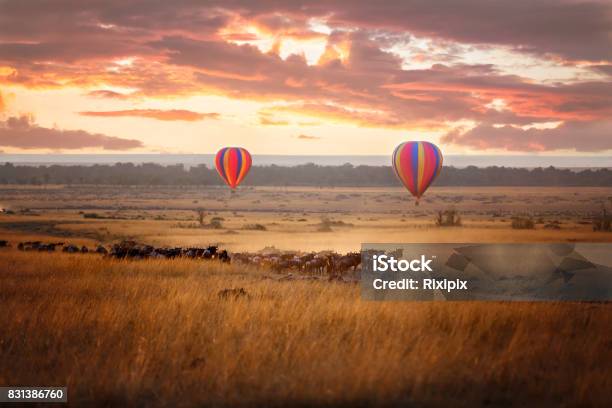 Photo libre de droit de Lever Du Soleil De Masai Mara Avec Gnus Et Ballons banque d'images et plus d'images libres de droit de Réserve nationale de Masaï Mara - Réserve nationale de Masaï Mara, Kenya, Montgolfière