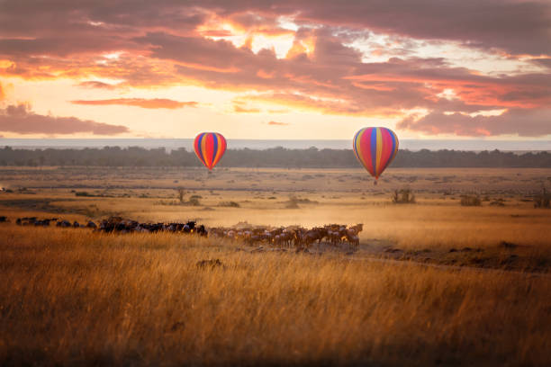 Masai Mara sunrise with wildebeest and balloons Sunrise over the Masai Mara, with a pair of low-flying hot air balloons and a herd of wildebeest below in the typical red oat grass of the region. In Kenya during the annual Great Migration. grassland in morning sunrise stock pictures, royalty-free photos & images