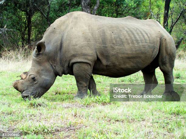 Close Up Of A Rhino In Zimbabwe Stock Photo - Download Image Now -  Admiration, Africa, Animal - iStock