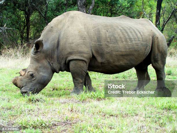 Close Up Of A Rhino In Zimbabwe Stock Photo - Download Image Now - Admiration, Africa, Animal - iStock Close Up Of A Rhino In Zimbabwe Stock Photo - Download Image Now - Admiration, Africa, Animal - iStock