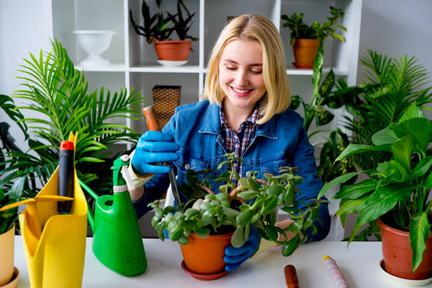 istock Florist at work in greenhouse 831390960