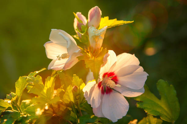 decorative flowers growing in the garden