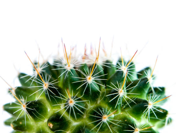 istock Mammillaria Cactus isolated on white background 831393874