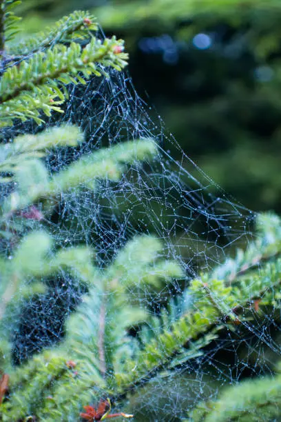 A picture from a spider web