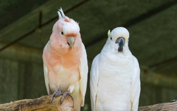 istock Couple of birds 831396422