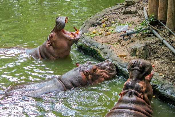 istock Close-up of hippo with open chaps 831397212