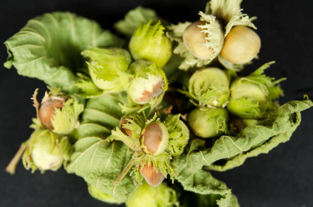 istock Green hazelnut in shell with leaf. Fresh harvest. Top view of nut on black background 831400302
