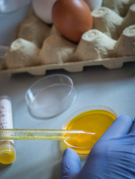 istock Scientist at laboratory investigates eggs with fipronil 831401586