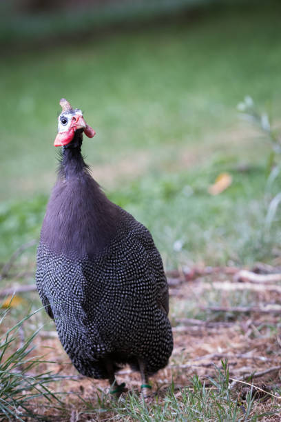 istock helmeted guineafowl 831404130