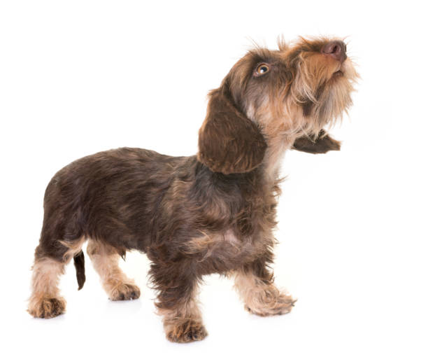 istock puppy Wire-haired Dachshund 831404370