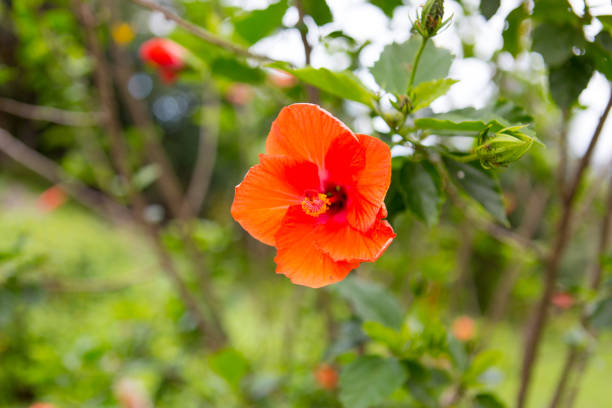 istock Tropical Flower, Maui, Hawaii, Usa 831404574