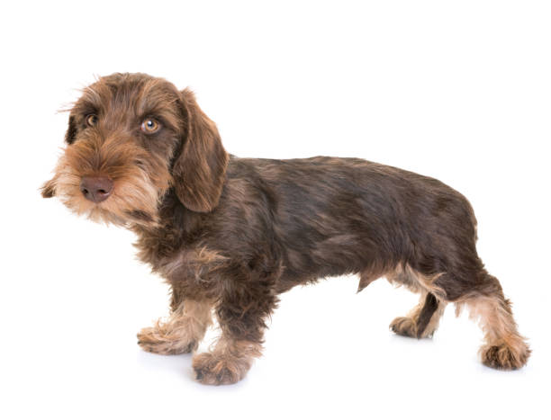 istock puppy Wire-haired Dachshund 831404590