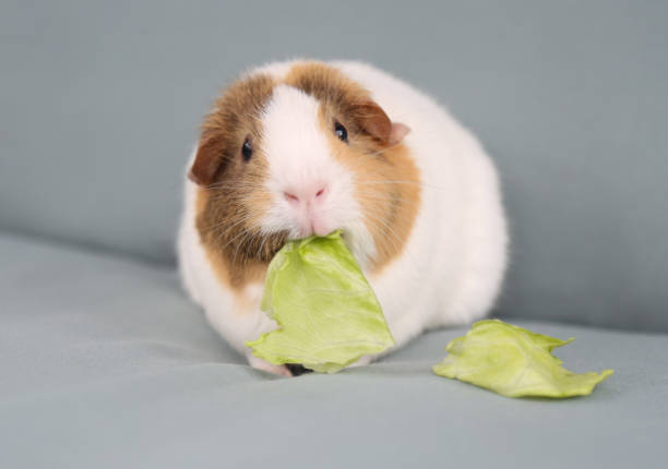 istock Pet Guinea pig eating lettece . Closeup 831405422