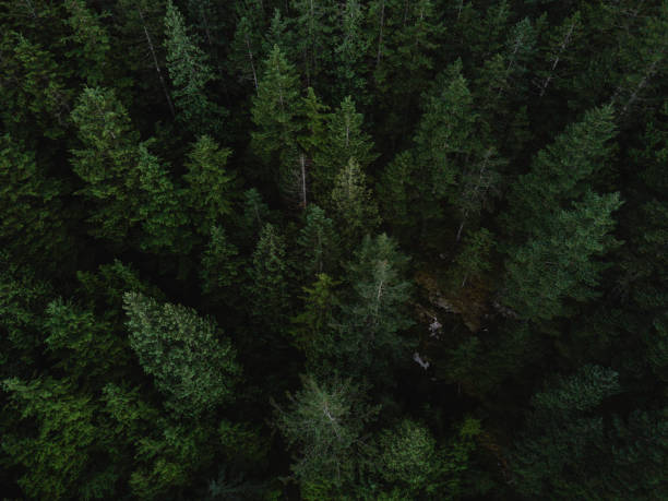 istock Aerial shot of tree tops in dense forest