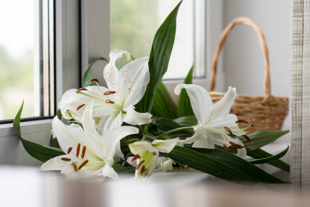 istock Lily lay against the window. Spring mood 831411570