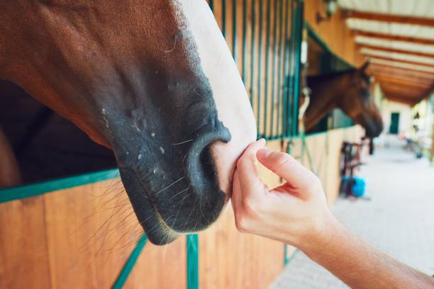 istock Friendship between man and horse 831412026
