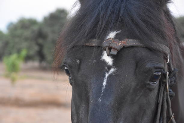 istock The face of a horse 831414868