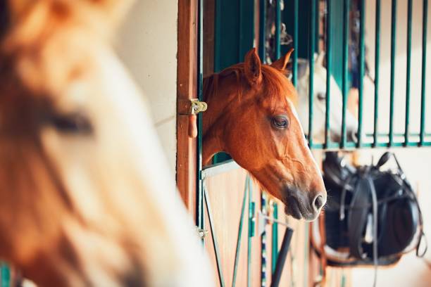 istock Horses in contemporary stable 831414870